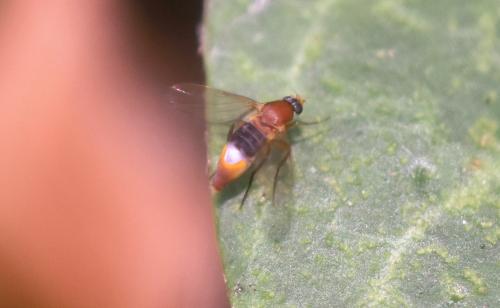 Réf. 346 925 : Phalacrotophora sp.